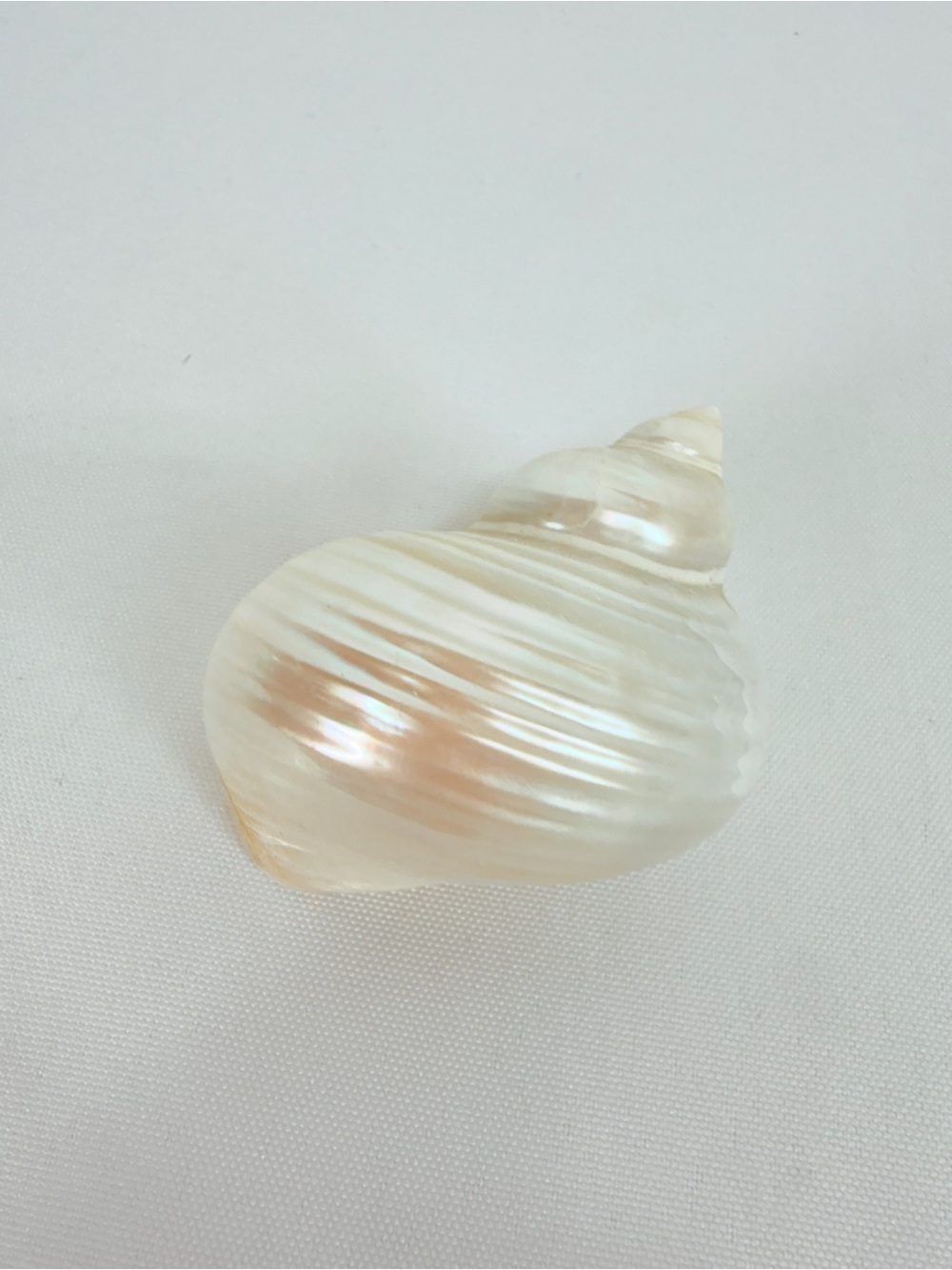 Shiny Seashell - Picture 2 of 7